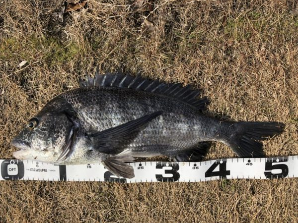 イチノ兄弟、釣果！