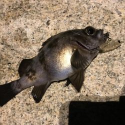 渋すぎメバリング