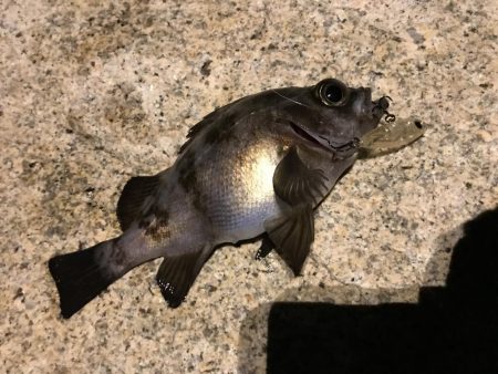 渋すぎメバリング