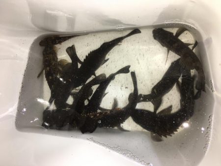 小メバルばかり‥