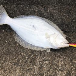 青物狙いでヒラメ！
