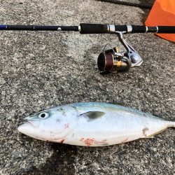 久しぶりの青物