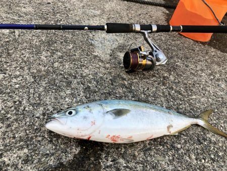 久しぶりの青物