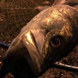 仕事帰りシーバス