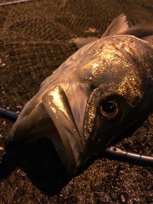 仕事帰りシーバス