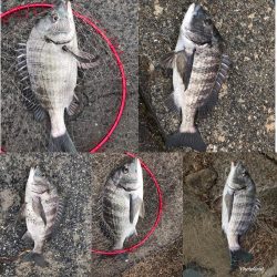 イチノ兄弟、釣果！