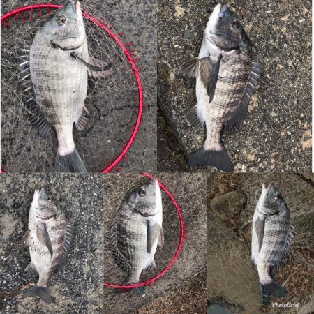 イチノ兄弟、釣果！