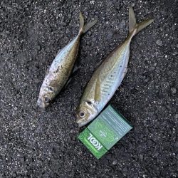 バイブレーションとメタルジグでアジ