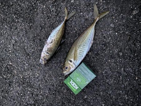 バイブレーションとメタルジグでアジ