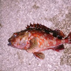 太刀魚つり！？