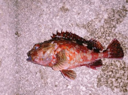 太刀魚つり！？