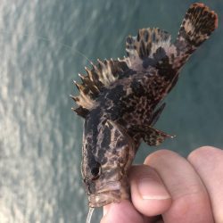 27センチのカサゴ！