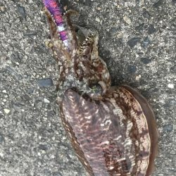 コウイカ&まさかのマゴチ