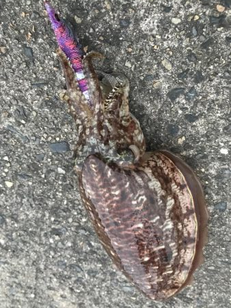 コウイカ&まさかのマゴチ