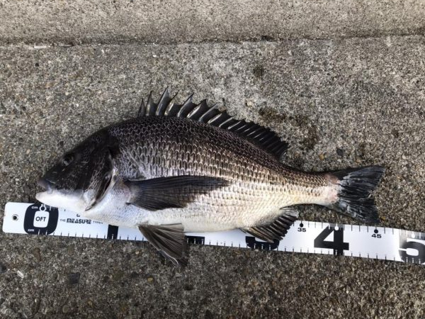 イチノ兄弟、釣果！