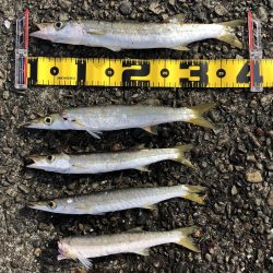 特大40cmカマス!