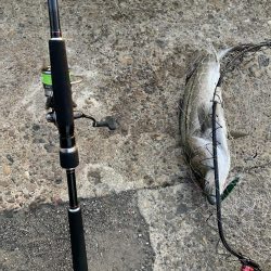 新春初釣り シーバス!!