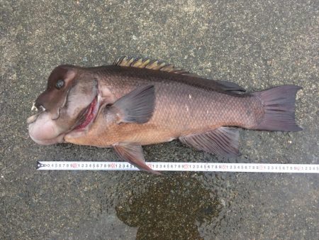 タンコブゲーム