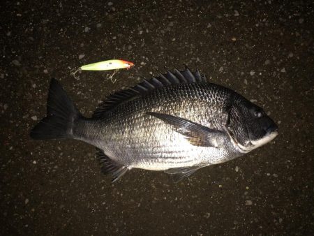 ボラの中から黒鯛が、、、、