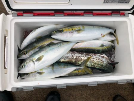 鳴門沖でツバス