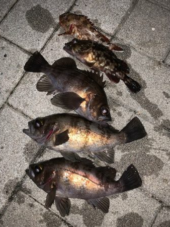 メバリング始動