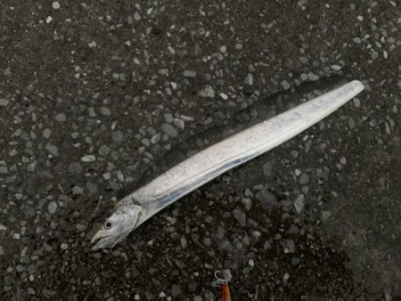 指２本サイズ爆釣