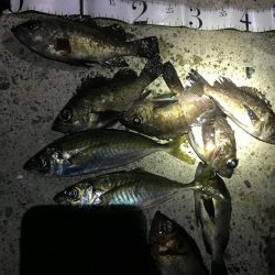 トップ メバリング