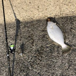 ショアタイラバ