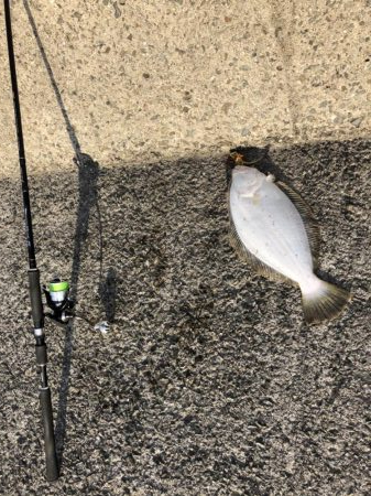 ショアタイラバ