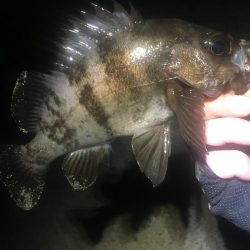 今週末また連日淡路島!2日目