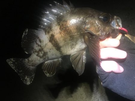 今週末また連日淡路島！２日目