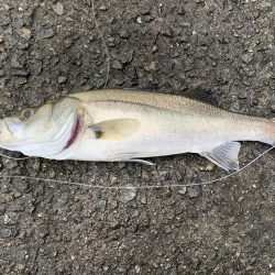 初釣りのロッド入魂