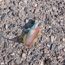 初エビ撒き釣り