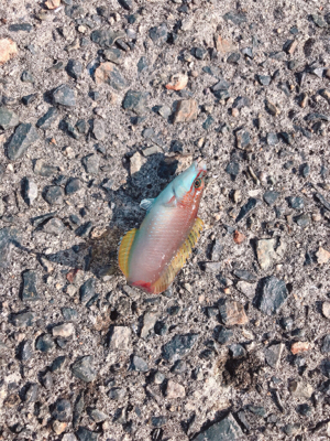 初エビ撒き釣り