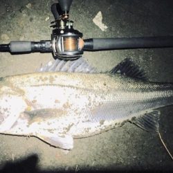 淡水域シーバスを求めて