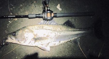 淡水域シーバスを求めて