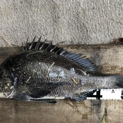 イチノ兄弟、釣果！