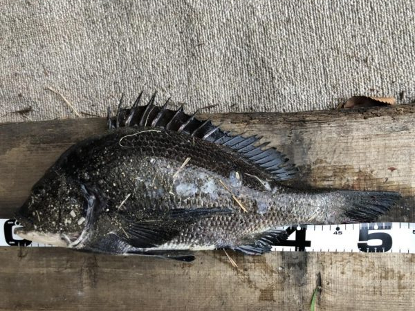 イチノ兄弟、釣果！