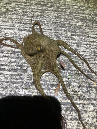 マイクロテンヤ