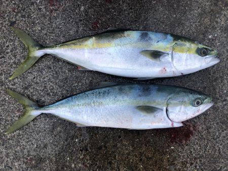 ツバスやけど2匹ゲット！