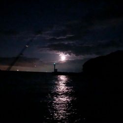 由良にお魚はいないんかーい