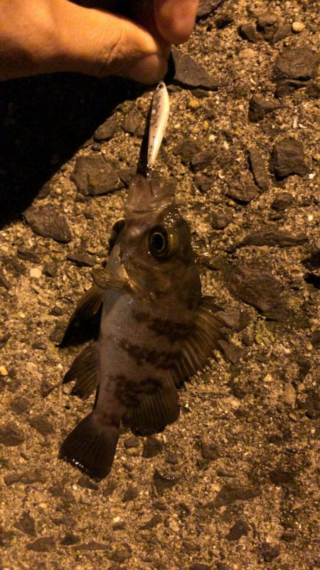 アタリはたくさんありました！