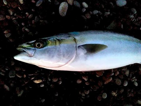 なんと　７０ｃｍのメジロが釣れました!!