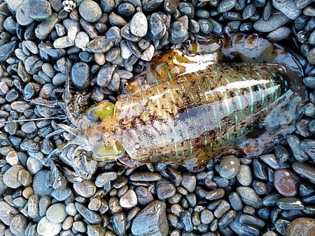 残念小型でした(#^^#)