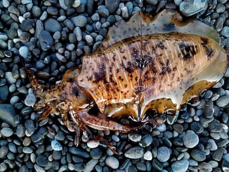 大きくなってきましたね(^^)