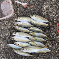 アジ釣り