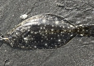 チビヒラメと仲間たち