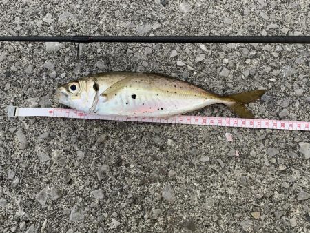 アジングオール