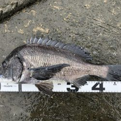 イチノ兄弟、釣果！