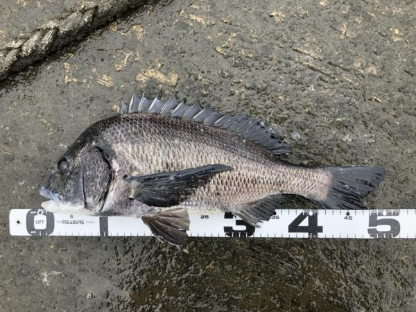 イチノ兄弟、釣果！